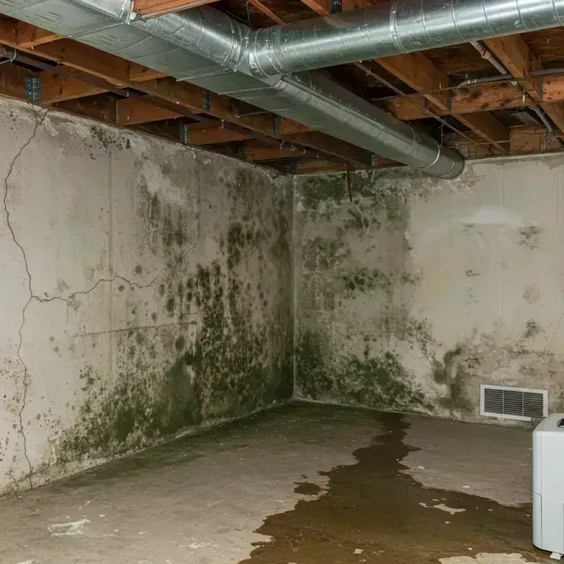 Professional Mold Removal in Berne, IN